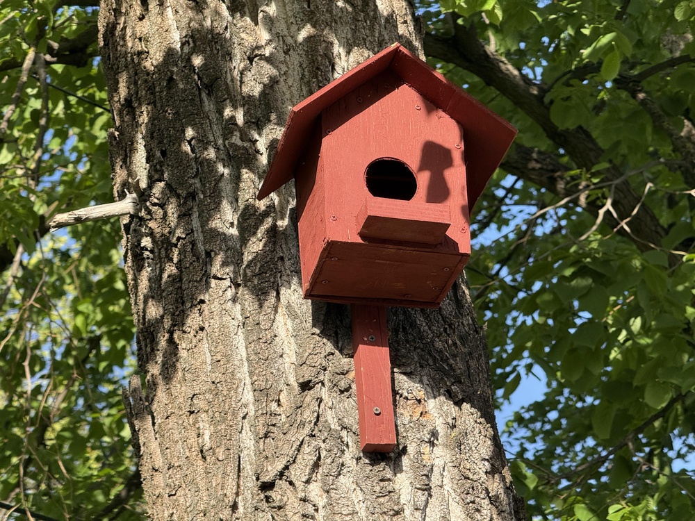 Birdhouse,On,A,Tree,In,A,Sunny,Day